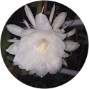 Renu Awaghade profile picture